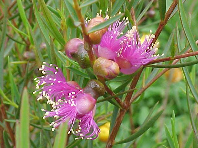 Melaleuca  radula - Graceful  Honey  Myrtle