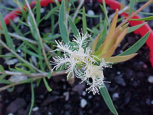 Melaleuca  Snowstorm - M. trichostachya  hybrid