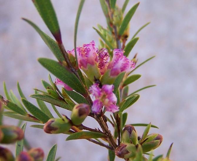 Melaleuca  thymifolia  miniature - 