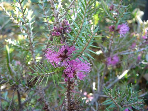 Melaleuca  wilsonii - 