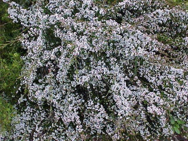 Micromyrtus  ciliata - Fringed  Heath  Myrtle