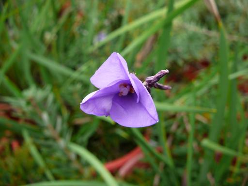 Patersonia  occidentalis  purple - Long  Purple  Flag