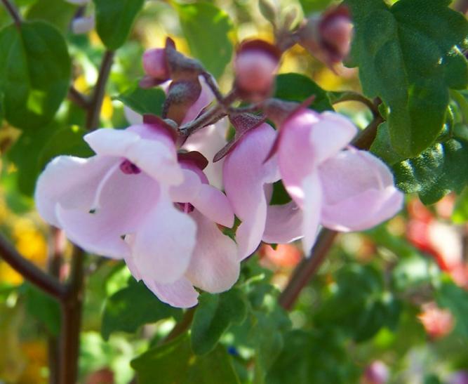 Prostanthera  melissifolia - Balm  Mintbush