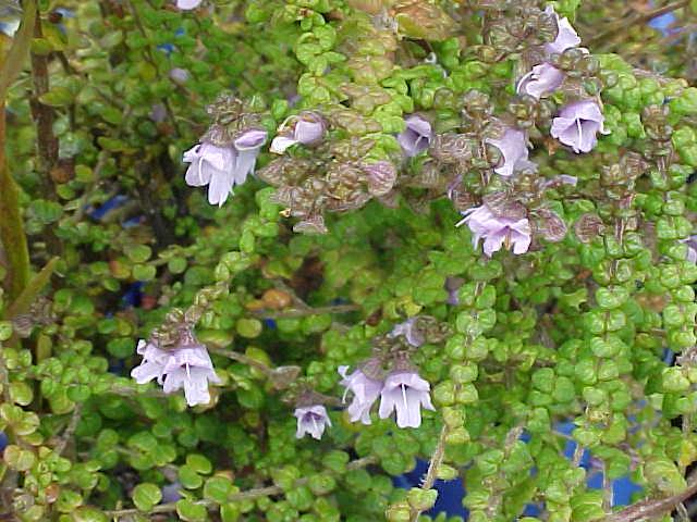 Prostanthera  rhombea - Mintbush