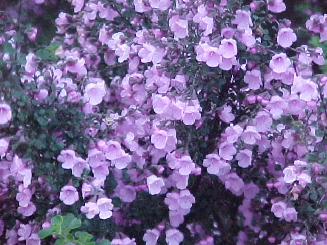 Prostanthera  rotundifolia  rosea - Mintbush