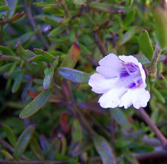 Prostanthera  saxicola  montana - Mountain  Mintbush