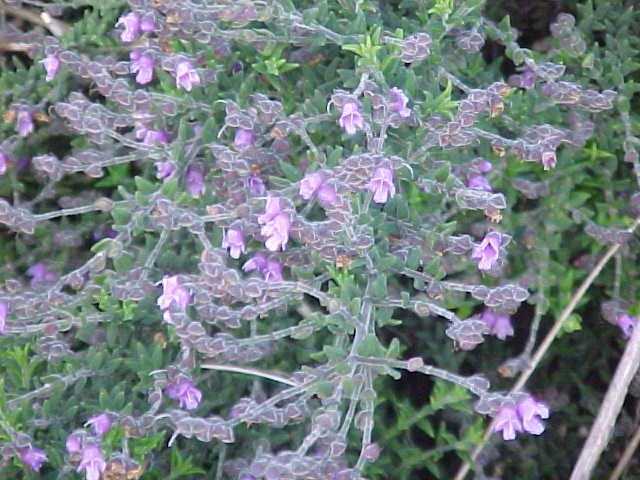 Prostanthera  stricta - Mintbush