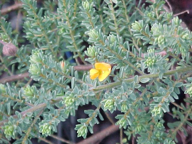 Pultenaea  capitellata  prostrate - Prostrate  Bush  Pea  