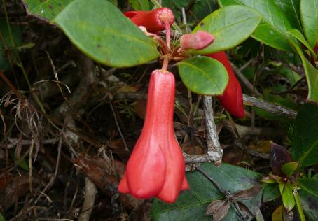 Rhododendron  lochiae - Australian  Rhododendron