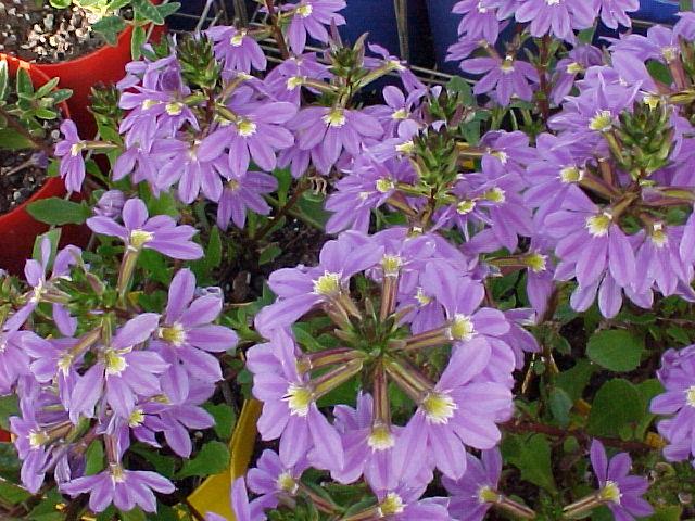 Scaevola  Purple  Fanfare - 