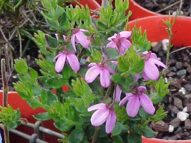 Tetratheca  ciliata - Northern  Bells