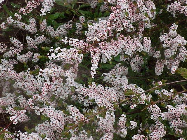 Thryptomene  calycina - Grampian's  Heath  Myrtle