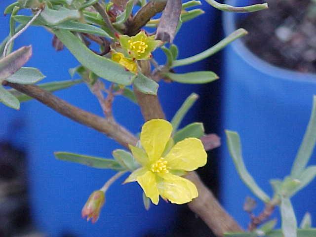 Wahlenbergia  ceracea - 