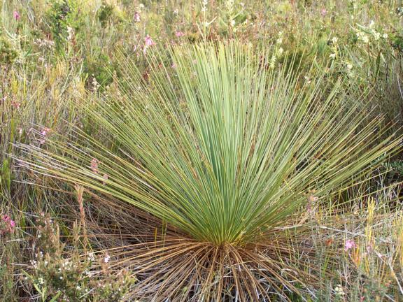 Xanthorrhoea  australis - Grass  Tree