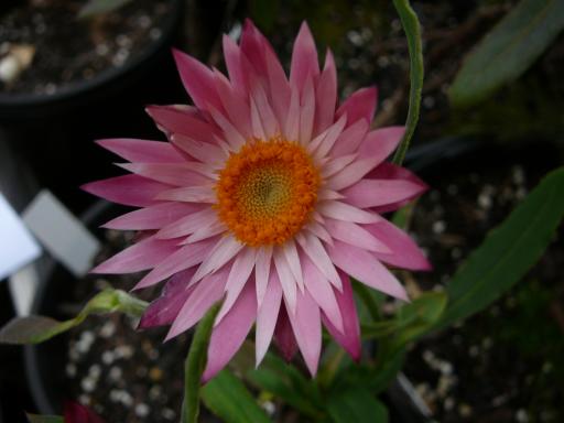 Xerochrysum  bracteatum  pink - Everlasting  Daisy